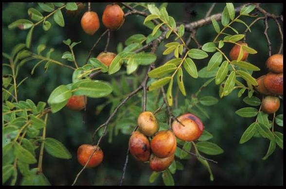 Foto da planta Copaíba