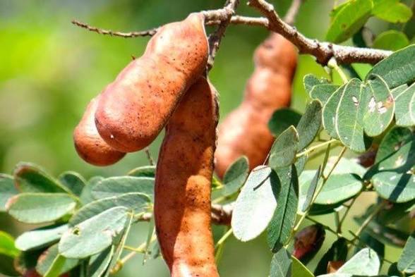 Foto da planta Jucá
